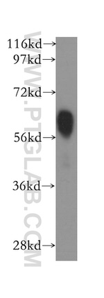 TM7SF2 Antibody in Western Blot (WB)