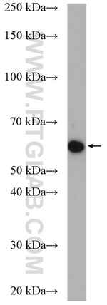 TM7SF2 Antibody in Western Blot (WB)