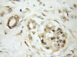 KIF12 Antibody in Immunohistochemistry (Paraffin) (IHC (P))