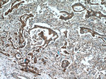 KIF12 Antibody in Immunohistochemistry (Paraffin) (IHC (P))