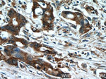 KIF12 Antibody in Immunohistochemistry (Paraffin) (IHC (P))