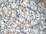 KIF12 Antibody in Immunohistochemistry (Paraffin) (IHC (P))