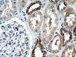 KIF12 Antibody in Immunohistochemistry (Paraffin) (IHC (P))