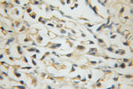 SLC38A1 Antibody in Immunohistochemistry (Paraffin) (IHC (P))