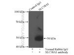 SLC38A1 Antibody in Immunoprecipitation (IP)