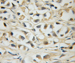 MLX Antibody in Immunohistochemistry (Paraffin) (IHC (P))