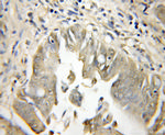 PCSK7 Antibody in Immunohistochemistry (Paraffin) (IHC (P))
