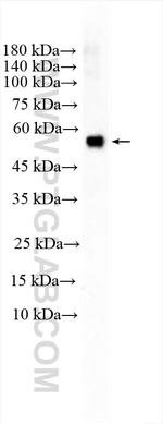 APBB3 Antibody in Western Blot (WB)