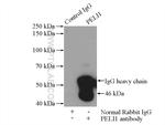 PELI1 Antibody in Immunoprecipitation (IP)