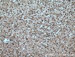 RTN3 Antibody in Immunohistochemistry (Paraffin) (IHC (P))