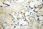 IP6K1 Antibody in Immunohistochemistry (Paraffin) (IHC (P))