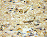 USP33 Antibody in Immunohistochemistry (Paraffin) (IHC (P))