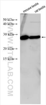 OTUB2 Antibody in Western Blot (WB)
