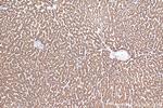 ATPIF1 Antibody in Immunohistochemistry (Paraffin) (IHC (P))