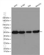 SF3A3 Antibody in Western Blot (WB)