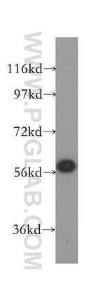SF3A3 Antibody in Western Blot (WB)