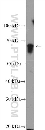 SF3A3 Antibody in Western Blot (WB)