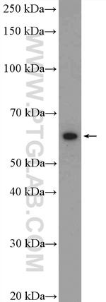 SF3A3 Antibody in Western Blot (WB)