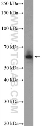 SF3A3 Antibody in Western Blot (WB)