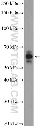SF3A3 Antibody in Western Blot (WB)