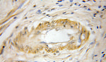 Cystatin F Antibody in Immunohistochemistry (Paraffin) (IHC (P))