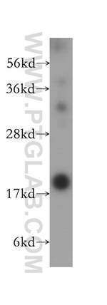 Cystatin F Antibody in Western Blot (WB)