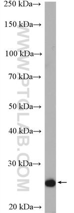 TRAPPC4 Antibody in Western Blot (WB)