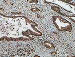 USP48 Antibody in Immunohistochemistry (Paraffin) (IHC (P))