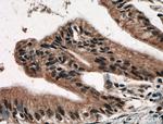 USP48 Antibody in Immunohistochemistry (Paraffin) (IHC (P))