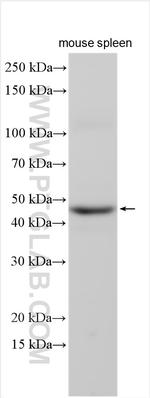 GNA15 Antibody in Western Blot (WB)