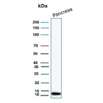 Colipase/CLPS Antibody in Western Blot (WB)
