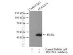 HMG20A Antibody in Immunoprecipitation (IP)