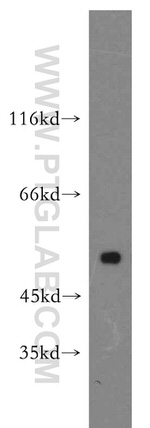 HMG20A Antibody in Western Blot (WB)