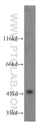 HMG20A Antibody in Western Blot (WB)