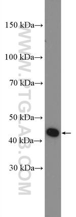 HMG20A Antibody in Western Blot (WB)