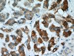 REEP6 Antibody in Immunohistochemistry (Paraffin) (IHC (P))