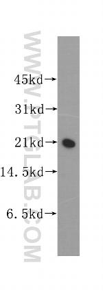REEP6 Antibody in Western Blot (WB)