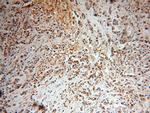 SRPR Antibody in Immunohistochemistry (Paraffin) (IHC (P))