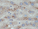 G0S2 Antibody in Immunohistochemistry (Paraffin) (IHC (P))