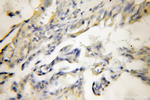 FKBP7 Antibody in Immunohistochemistry (Paraffin) (IHC (P))