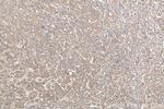 FKBP7 Antibody in Immunohistochemistry (Paraffin) (IHC (P))