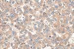 FKBP7 Antibody in Immunohistochemistry (Paraffin) (IHC (P))