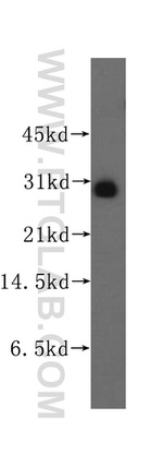 FKBP7 Antibody in Western Blot (WB)