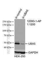 UBA5 Antibody in Western Blot (WB)