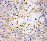 DDIT4L Antibody in Immunohistochemistry (Paraffin) (IHC (P))