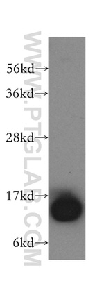 DNAJC19 Antibody in Western Blot (WB)