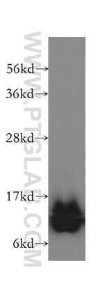 DNAJC19 Antibody in Western Blot (WB)