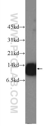 DNAJC19 Antibody in Western Blot (WB)