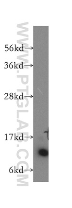 DNAJC19 Antibody in Western Blot (WB)