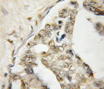 UBLCP1 Antibody in Immunohistochemistry (Paraffin) (IHC (P))